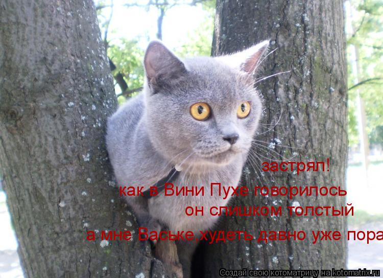 застрял! как в Вини Пухе говорилось он слишком толстый а мне Ваське,худеть давно уже пора... Котоматрица: застрял! как в Вини Пухе говорилось он слишком толстый а мне Ваське,худеть давно уже пора