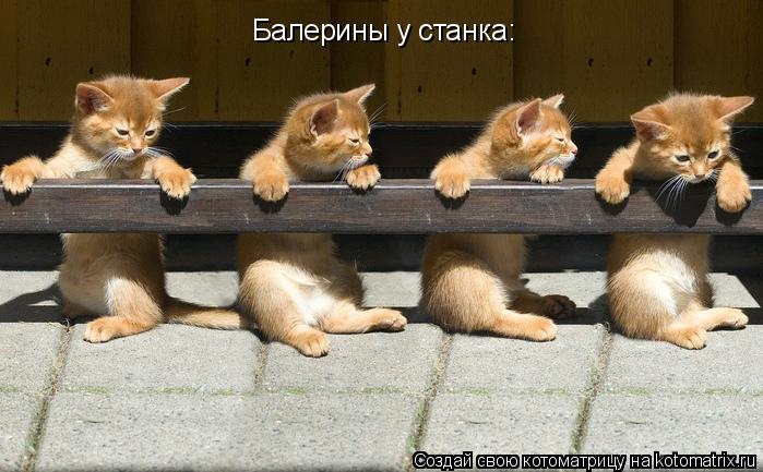 Балерины у станка:... Котоматрица: Балерины у станка: