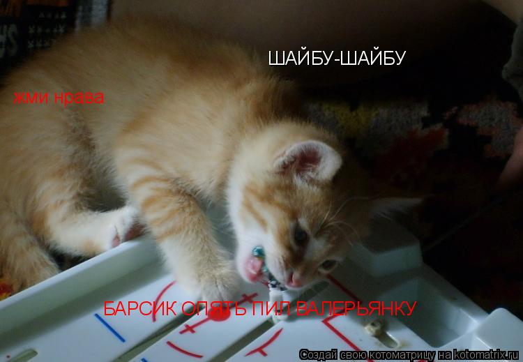 ШАЙБУ-ШАЙБУ БАРСИК ОПЯТЬ ПИЛ ВАЛЕРЬЯНКУ жми нрава... Котоматрица: ШАЙБУ-ШАЙБУ БАРСИК ОПЯТЬ ПИЛ ВАЛЕРЬЯНКУ жми нрава