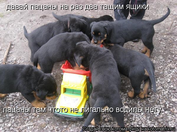 давай пацаны на раз два тащим ящики пацаны там чтото не лигально водилы нету... Котоматрица: давай пацаны на раз два тащим ящики пацаны там чтото не лигально водилы нету