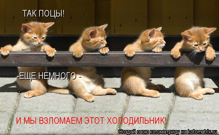 ТАК ПОЦЫ! -ЕЩЕ НЕМНОГО - И МЫ ВЗЛОМАЕМ ЭТОТ ХОЛОДИЛЬНИК!... Котоматрица: ТАК ПОЦЫ! -ЕЩЕ НЕМНОГО - И МЫ ВЗЛОМАЕМ ЭТОТ ХОЛОДИЛЬНИК!