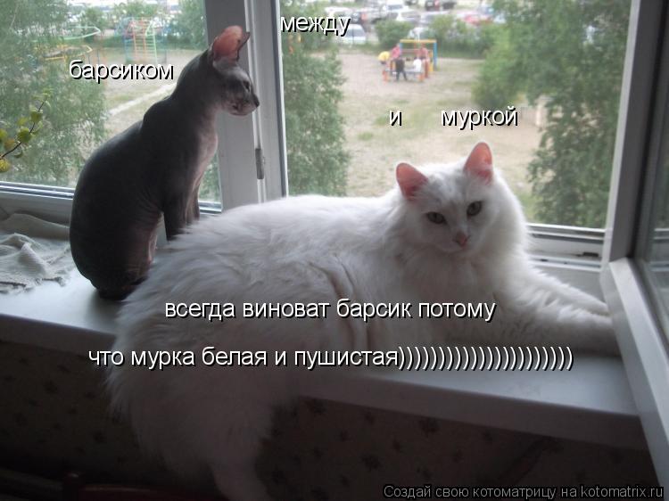 между барсиком и муркой всегда виноват барсик потому что мурка белая и пушистая)))))))))))))))... Котоматрица: между барсиком и муркой всегда виноват барсик потому что мурка белая и пушистая))))))))))))))))))))))