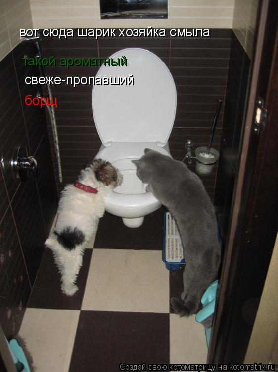 вот сюда шарик хозяйка смыла такой ароматный свеже-пропавший борщ... Котоматрица: вот сюда шарик хозяйка смыла такой ароматный свеже-пропавший борщ