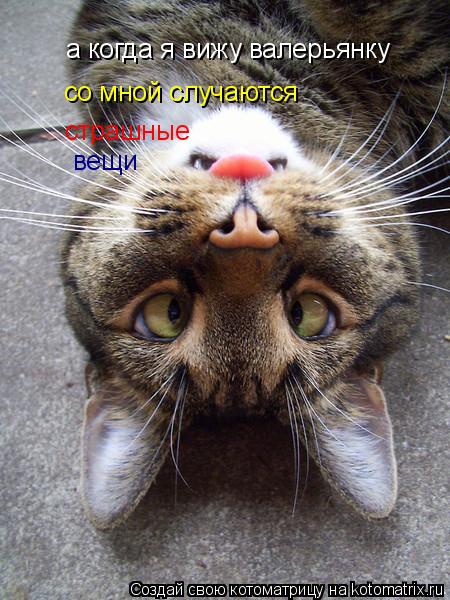 а когда я вижу валерьянку со мной случаются страшные вещи... Котоматрица: а когда я вижу валерьянку со мной случаются страшные вещи