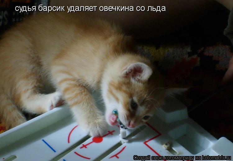 судья барсик удаляет овечкина со льда... Котоматрица: судья барсик удаляет овечкина со льда