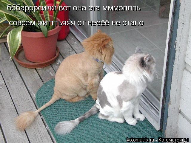 бббарррсиккк вот она эта мммоллль совсем житттьяяя от неёёё не стало... Котоматрица: бббарррсиккк вот она эта мммоллль совсем житттьяяя от неёёё не стало