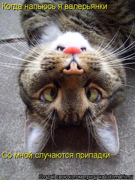 Когда напьюсь я валерьянки Со мной случаются припадки... Котоматрица: Когда напьюсь я валерьянки Со мной случаются припадки