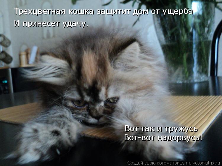 Трехцветная кошка защитит дом от ущерба И принесет удачу. Вот так и тружусь Вот-вот надорвусь!... Котоматрица: Трехцветная кошка защитит дом от ущерба И принесет удачу. Вот так и тружусь Вот-вот надорвусь!