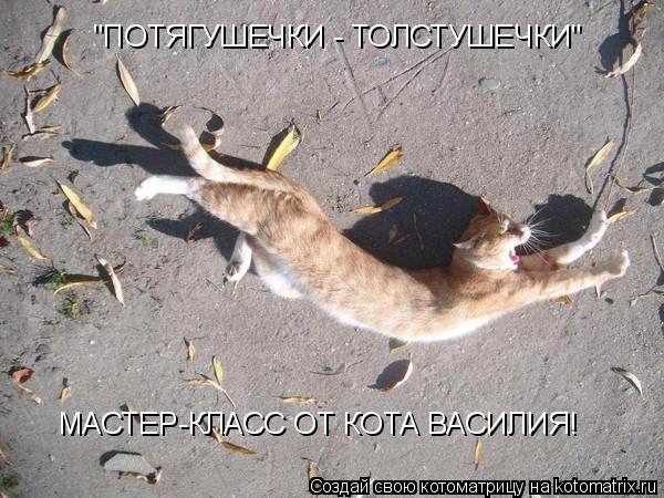 "ПОТЯГУШЕЧКИ - ТОЛСТУШЕЧКИ" МАСТЕР-КЛАСС ОТ КОТА ВАСИЛИЯ!... Котоматрица: "ПОТЯГУШЕЧКИ - ТОЛСТУШЕЧКИ" МАСТЕР-КЛАСС ОТ КОТА ВАСИЛИЯ!