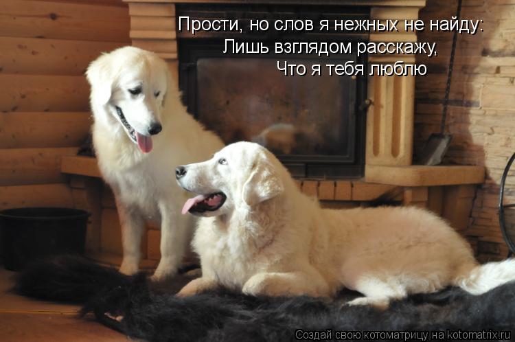 Прости, но слов я нежных не найду: Лишь взглядом расскажу, Что я тебя люблю... Котоматрица: Прости, но слов я нежных не найду: Лишь взглядом расскажу, Что я тебя люблю