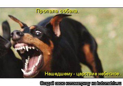 Нашедшему - царствие небесное. Пропала собака.... Котоматрица: Нашедшему - царствие небесное. Пропала собака.