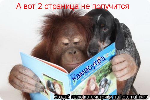 Камасутра А вот 2 страница не получится... Котоматрица: Камасутра А вот 2 страница не получится