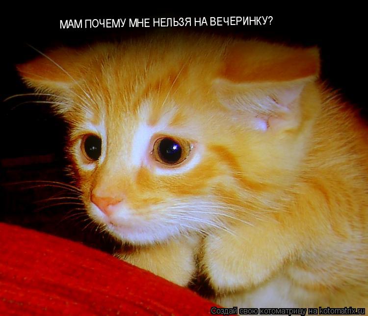 МАМ ПОЧЕМУ МНЕ НЕЛЬЗЯ НА ВЕЧЕРИНКУ?... Котоматрица: МАМ ПОЧЕМУ МНЕ НЕЛЬЗЯ НА ВЕЧЕРИНКУ?