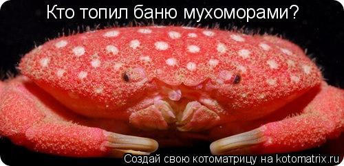 Кто топил баню мухоморами?... Котоматрица: Кто топил баню мухоморами?