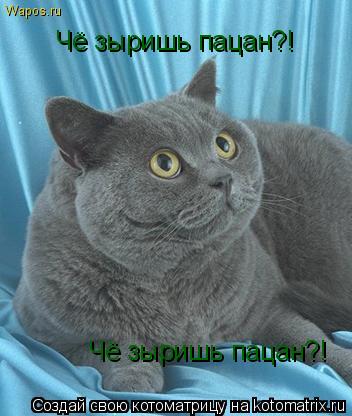 Чё зыришь пацан?! Чё зыришь пацан?!... Котоматрица: Чё зыришь пацан?! Чё зыришь пацан?!