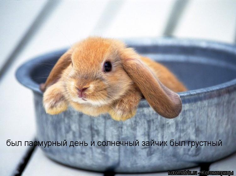 был пасмурный день и солнечный зайчик был грустный... Котоматрица: был пасмурный день и солнечный зайчик был грустный