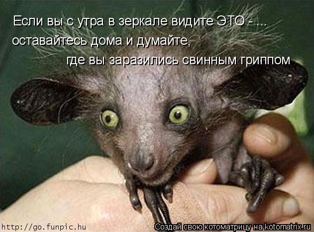Если вы с утра в зеркале видите ЭТО - ... оставайтесь дома и думайте, где вы заразились свинным грип... Котоматрица: Если вы с утра в зеркале видите ЭТО - ... оставайтесь дома и думайте, где вы заразились свинным гриппом