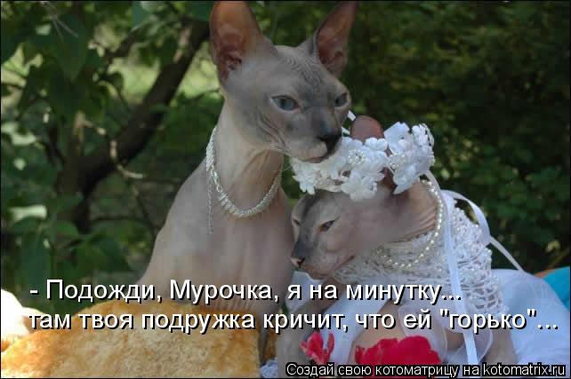 там твоя подружка кричит, что ей "горько"... - Подожди, Мурочка, я на минутку...... Котоматрица: там твоя подружка кричит, что ей "горько"... - Подожди, Мурочка, я на минутку...