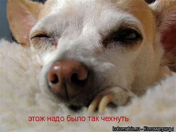 этож надо было так чехнуть... Котоматрица: этож надо было так чехнуть