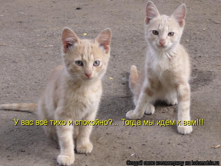 У вас всё тихо и спокойно?... Тогда мы идём к вам!!!... Котоматрица: У вас всё тихо и спокойно?... Тогда мы идём к вам!!!