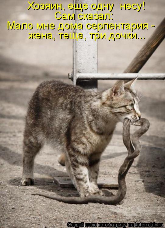 Сам сказал: Мало мне дома серпентария - жена, теща, три дочки... Хозяин, еще одну несу!... Котоматрица: Сам сказал: Мало мне дома серпентария - жена, теща, три дочки... Хозяин, еще одну несу!