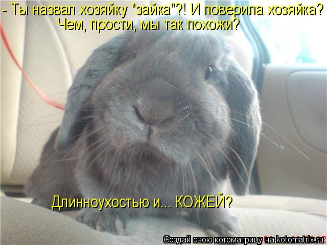 Котоматрица: - Ты назвал хозяйку "зайка"?! И поверила хозяйка? Чем, прости, мы так похожи? Длинноухостью и... КОЖЕЙ?