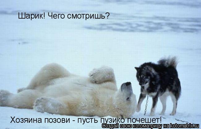 Шарик! Чего смотришь? Хозяина позови - пусть пузико почешет!... Котоматрица: Шарик! Чего смотришь? Хозяина позови - пусть пузико почешет!