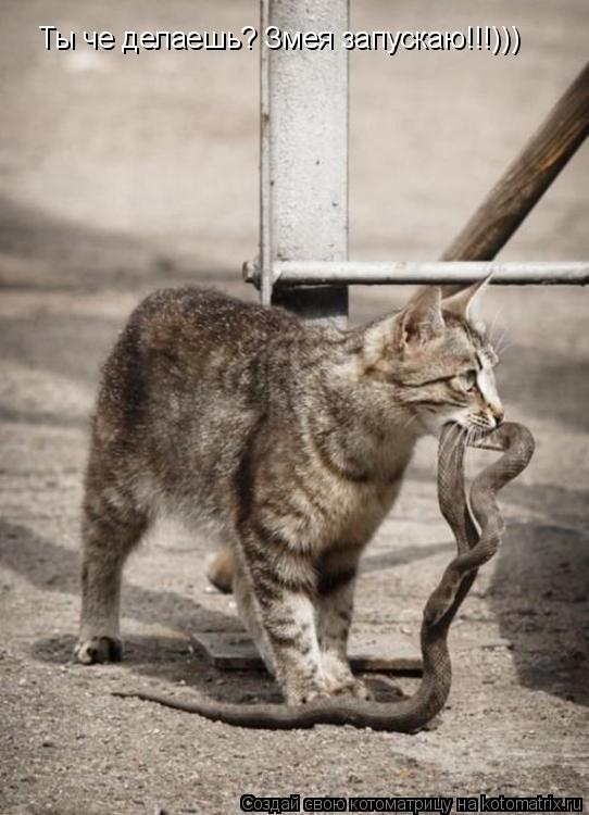 Ты че делаешь? Змея запускаю!!!)))... Котоматрица: Ты че делаешь? Змея запускаю!!!)))