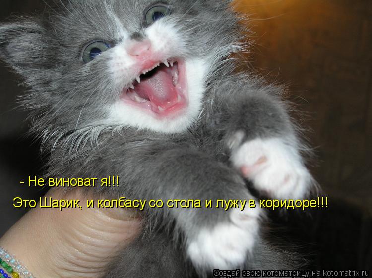 - Не виноват я!!! Это Шарик, и колбасу со стола и лужу в коридоре!!!... Котоматрица: - Не виноват я!!! Это Шарик, и колбасу со стола и лужу в коридоре!!!