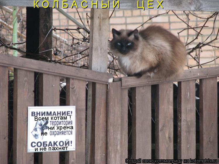 Котоматрица: ни хрена не и не пахнет Всем котам ! К О Л Б А С Н Ы Й      Ц Е Х