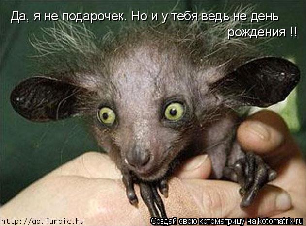Да, я не подарочек. Но и у тебя ведь не день рождения !!... Котоматрица: Да, я не подарочек. Но и у тебя ведь не день рождения !!