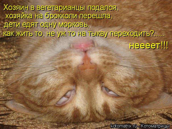 хозяйка на брокколи перешла, Хозяин в вегетарианцы подался, дети едят одну морковь, как жить то, не у... Котоматрица: хозяйка на брокколи перешла, Хозяин в вегетарианцы подался, дети едят одну морковь, как жить то, не уж то на тыкву переходить?..... неееет!!!