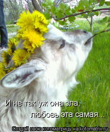 И не так уж она зла, любовь эта самая...... Котоматрица: И не так уж она зла, любовь эта самая...