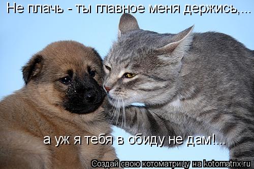 Не плачь - ты главное меня держись,... а уж я тебя в обиду не дам!...... Котоматрица: Не плачь - ты главное меня держись,... а уж я тебя в обиду не дам!...