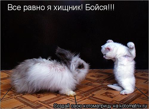 Котоматрица: Все равно я хищник! Бойся!!!