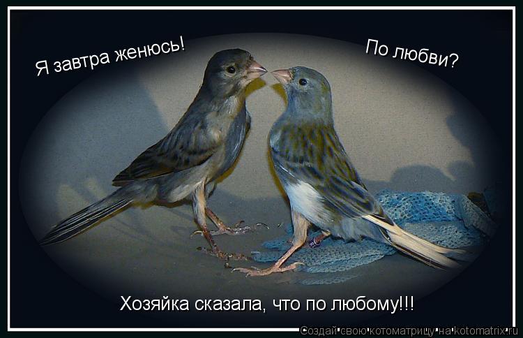 Я завтра женюсь! По любви? Хозяйка сказала, что по любому!!!... Котоматрица: Я завтра женюсь! По любви? Хозяйка сказала, что по любому!!!