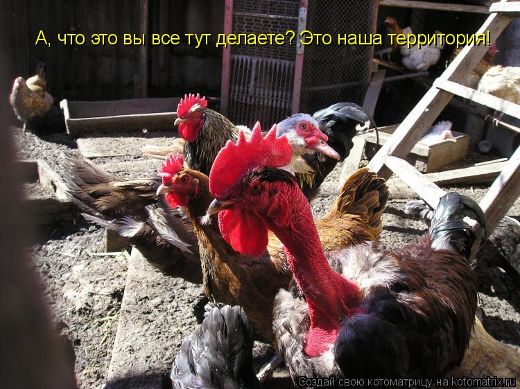 А, что это вы все тут делаете? Это наша территория!... Котоматрица: А, что это вы все тут делаете? Это наша территория!