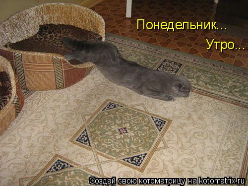 Понедельник... Утро...... Котоматрица: Понедельник... Утро...