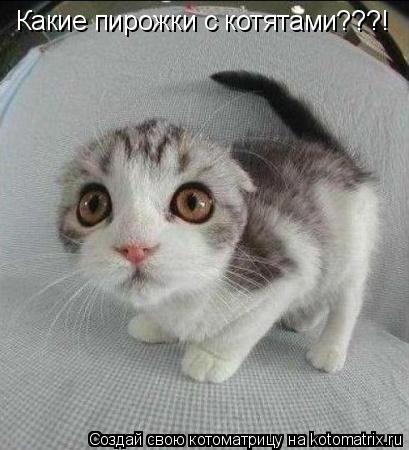 Какие пирожки с котятами???!... Котоматрица: Какие пирожки с котятами???!