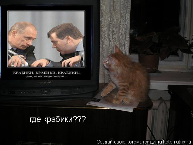 где крабики???... Котоматрица: где крабики???