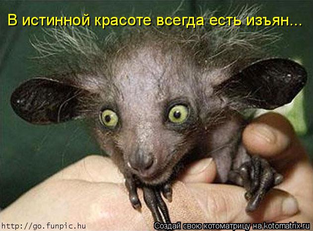 В истинной красоте всегда есть изъян...... Котоматрица: В истинной красоте всегда есть изъян...