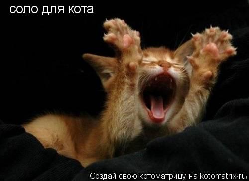 соло для кота... Котоматрица: соло для кота