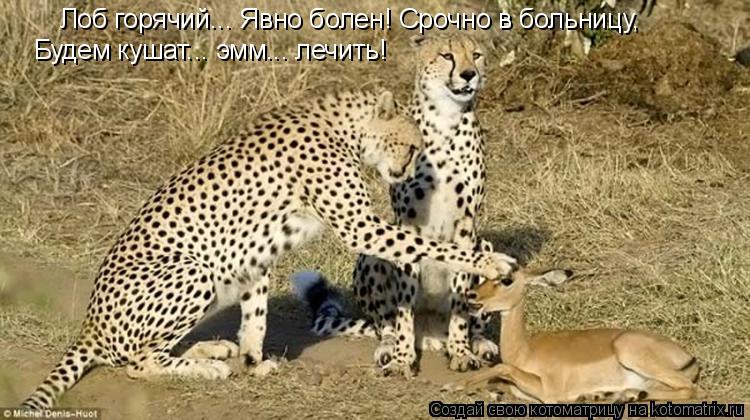 Лоб горячий... Явно болен! Срочно в больницу, Будем кушат... эмм... лечить!... Котоматрица: Лоб горячий... Явно болен! Срочно в больницу, Будем кушат... эмм... лечить!