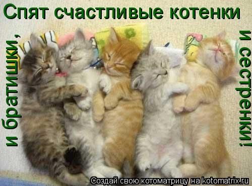 Спят счастливые котенки и братишки, и сестренки!... Котоматрица: Спят счастливые котенки и братишки, и сестренки!