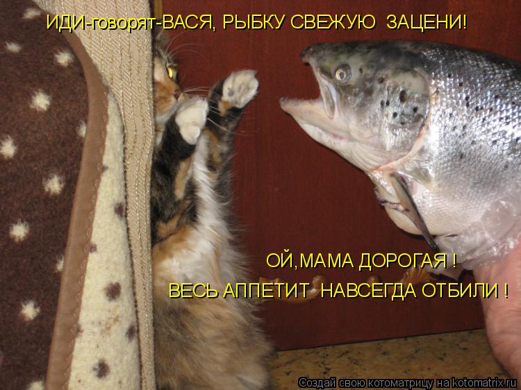 ОЙ,МАМА ДОРОГАЯ ! ИДИ-говорят-ВАСЯ, РЫБКУ СВЕЖУЮ ЗАЦЕНИ! ВЕСЬ АППЕТИТ НАВСЕГДА ОТБИЛИ !... Котоматрица: ОЙ,МАМА ДОРОГАЯ ! ИДИ-говорят-ВАСЯ, РЫБКУ СВЕЖУЮ ЗАЦЕНИ! ВЕСЬ АППЕТИТ НАВСЕГДА ОТБИЛИ !