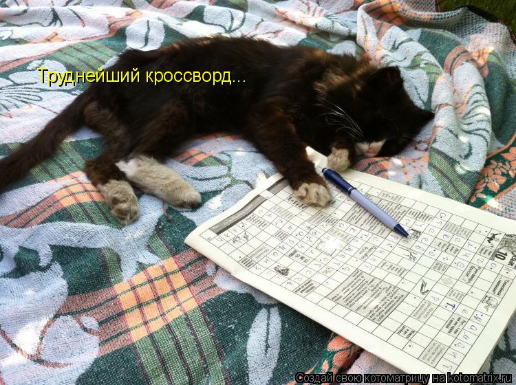 Труднейший кроссворд...... Котоматрица: Труднейший кроссворд...
