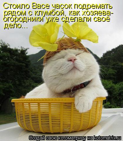 Стоило Васе часок подремать рядом с клумбой, как хозяева- огородники уже сделали своё дело...... Котоматрица: Стоило Васе часок подремать рядом с клумбой, как хозяева- огородники уже сделали своё дело...