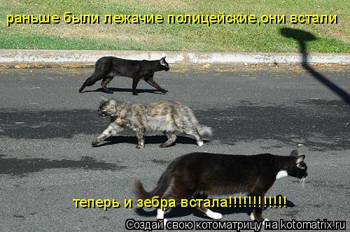 раньше были лежачие полицейские,они встали теперь и зебра встала!!!!!!!!!!!!... Котоматрица: раньше были лежачие полицейские,они встали теперь и зебра встала!!!!!!!!!!!!