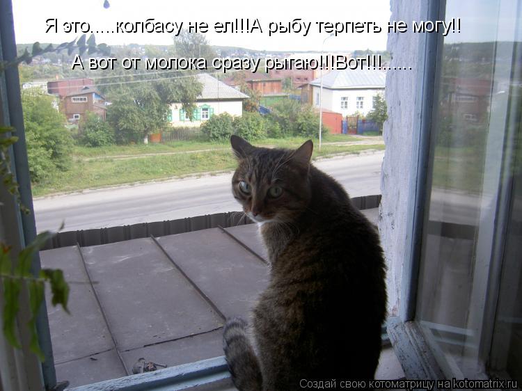 Я это.....колбасу не ел!!!А рыбу терпеть не могу!! А вот от молока сразу рыгаю!!!Вот!!!......... Котоматрица: Я это.....колбасу не ел!!!А рыбу терпеть не могу!! А вот от молока сразу рыгаю!!!Вот!!!......