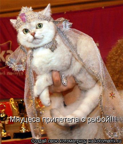 Котоматрица: Мяуцеса прилетела с рыбой!!!